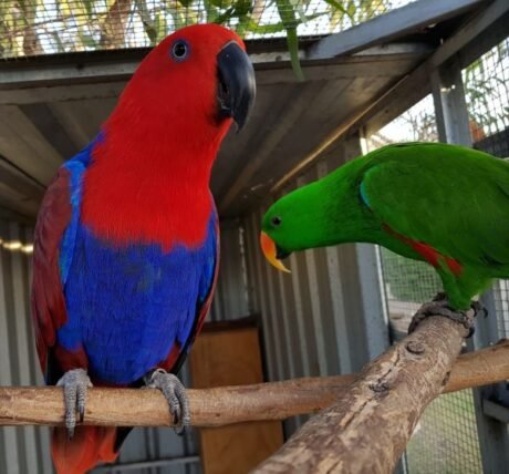 Red sided Electus