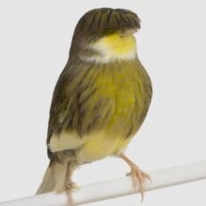Canaries