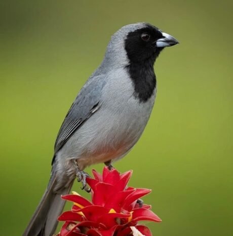 Black Faced Tanager