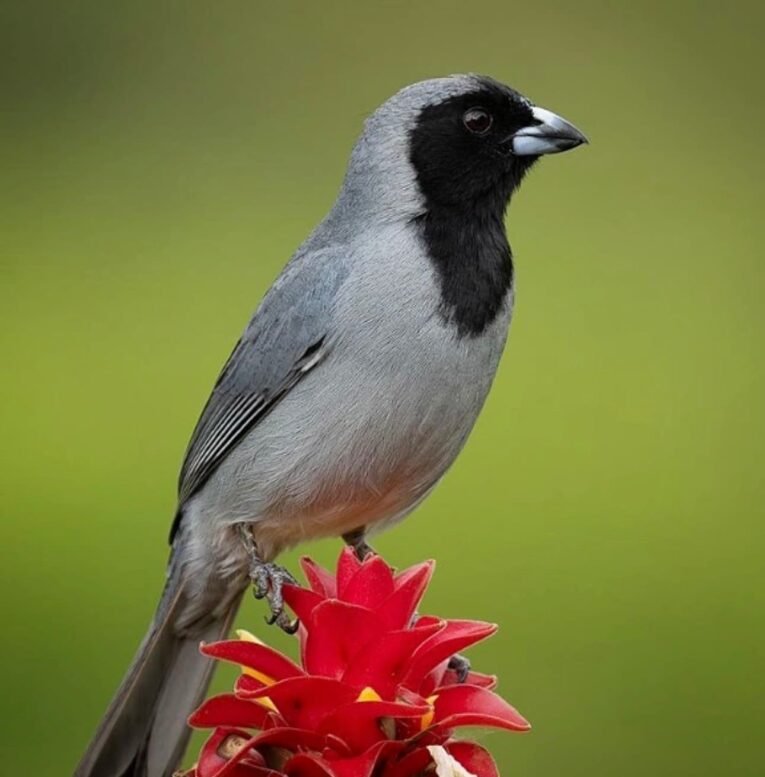 Black-faced Tanager for Sale with dark facial markings and colorful wings