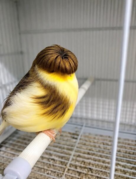 Canary Crested Gloster