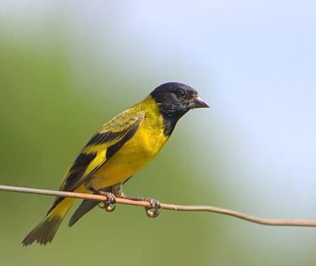 Black-Hooded Siskin