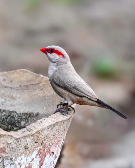Black-Rumped (Red-Eared) Waxbill