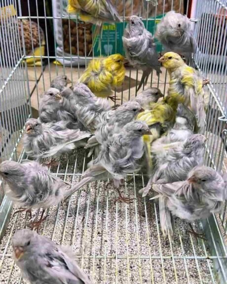 Canary Frill