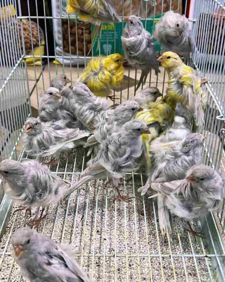 Canary Frill for sale with curled ornamental feathers