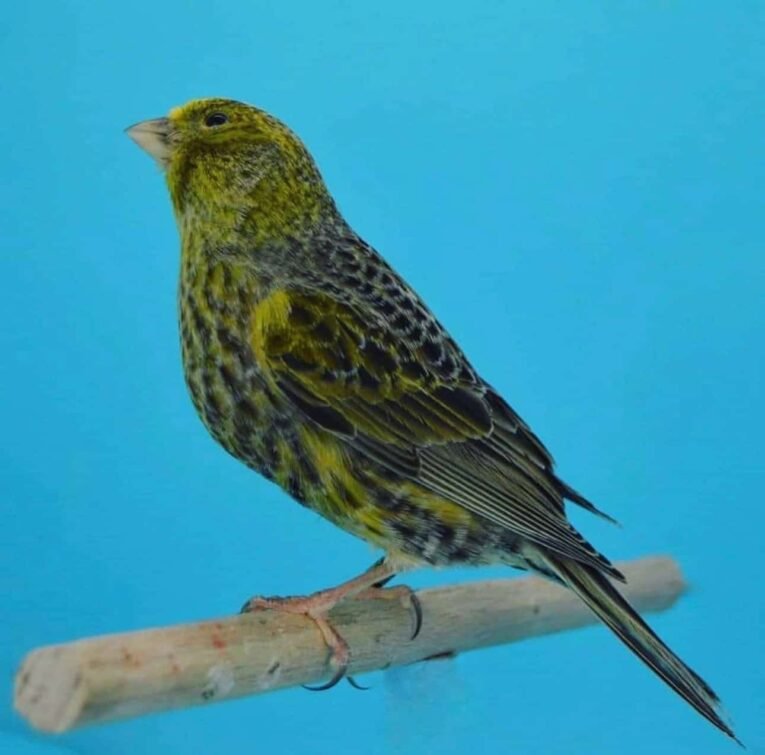 Canary Lizard for sale with distinctive scale-like feather markings
