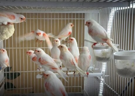 Canary Mosaic White and Red