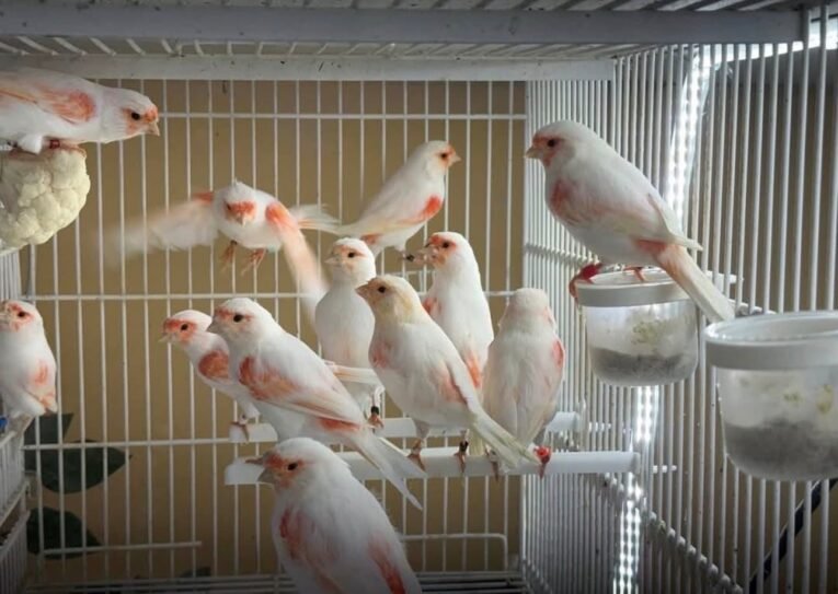 Canary Mosaic White and Red for sale with white and red plumage