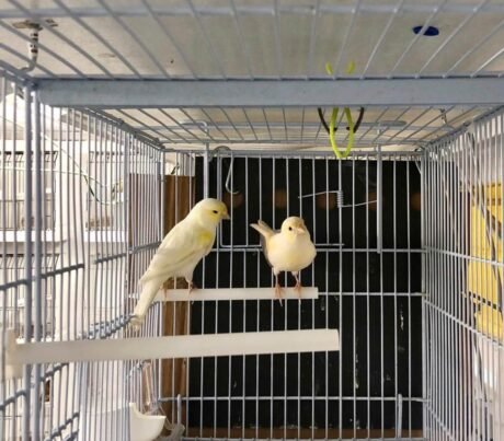 Canary Mosaic White and Yellow