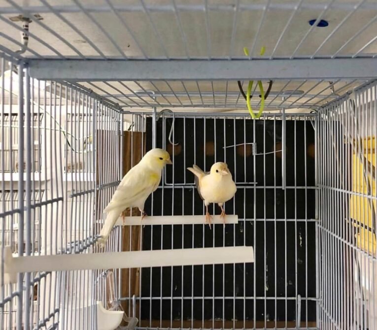 Canary Mosaic White and Yellow for sale with white and yellow plumage
