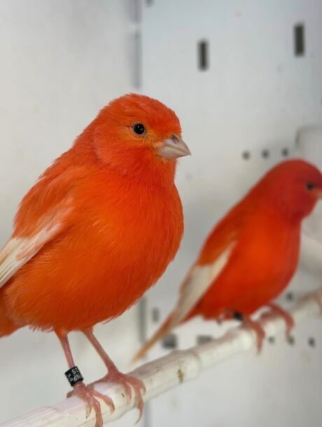 Canary Red Factor