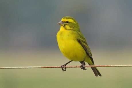 Canary Yellow