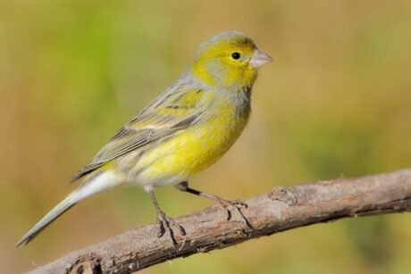 Canary Green