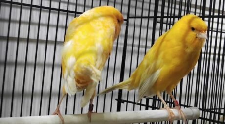 Canary Yorkshire