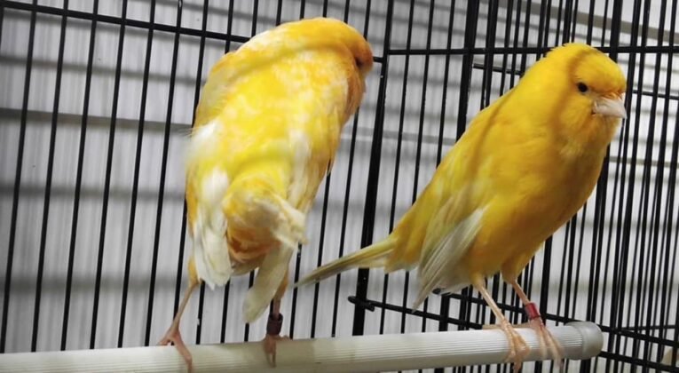 Canary Yorkshire for sale with elegant upright posture