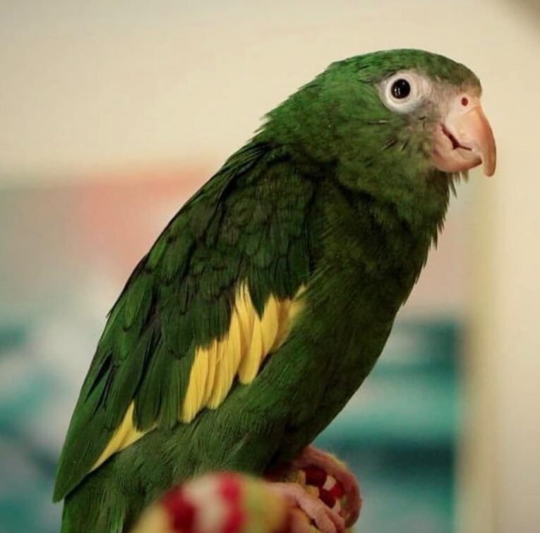 Canary-Winged Parakeet for Sale with green plumage and yellow wing markings