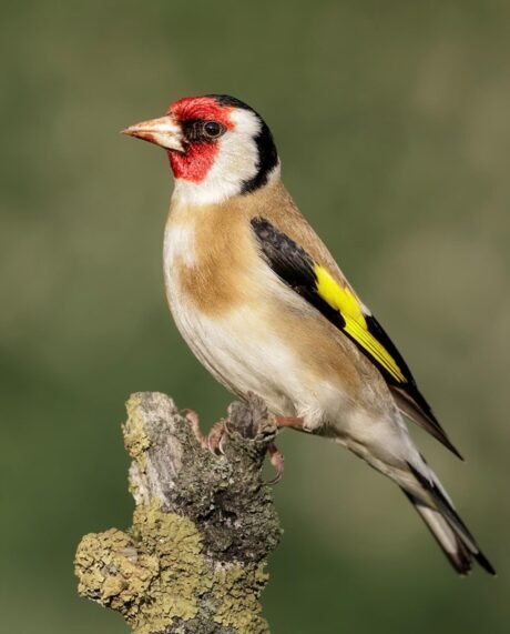 European Goldfinch