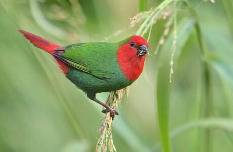 Parrot Finch Red Head