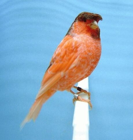 Stafford Canary
