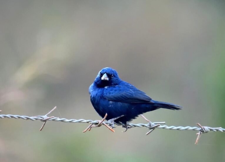 Blue-black Grassquit for Sale with glossy dark plumage