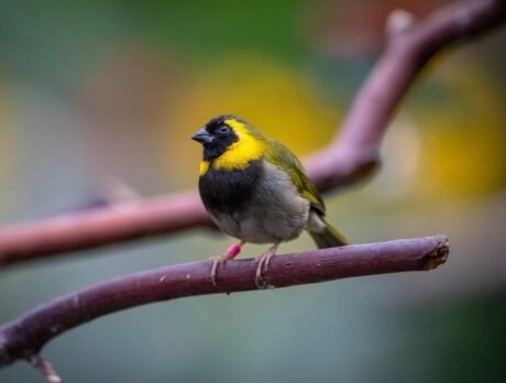 Cuban Melodious Finch