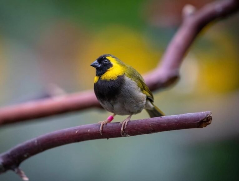 Cuban Melodious Finch for Sale with attractive plumage perched in an aviary
