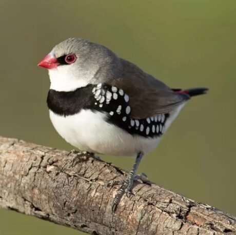 Diamond Firetail Finch