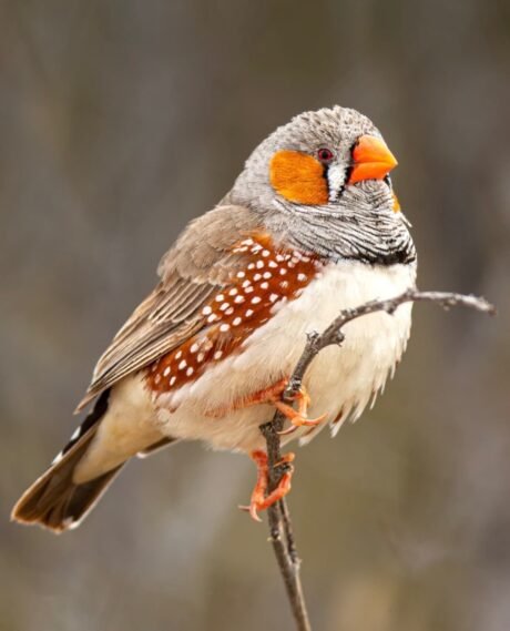 English Zebra Finch