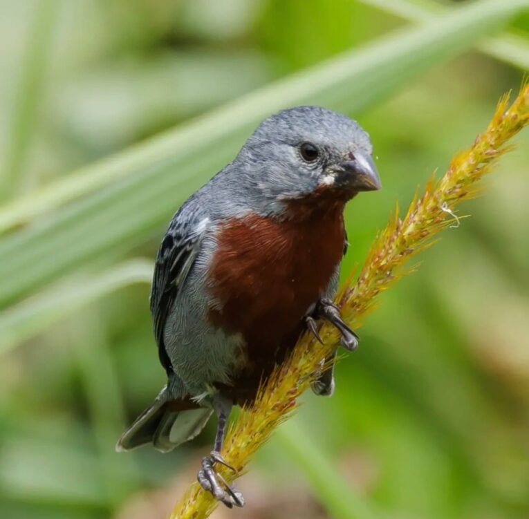 Chestnut Bellied Seedeater for Sale with rich chestnut-colored underparts