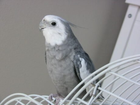 Cockatiel Grey White Face