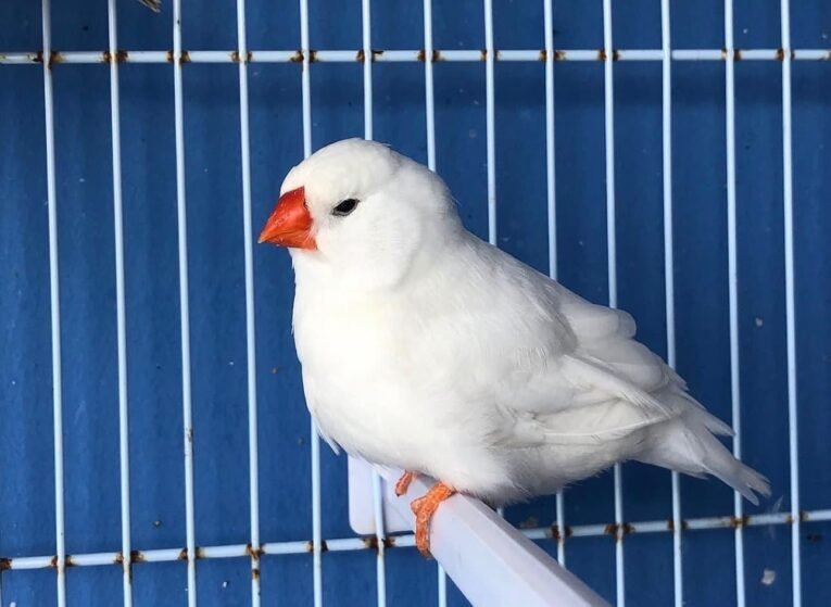 English Zebra Finch White for Sale with bright white plumage