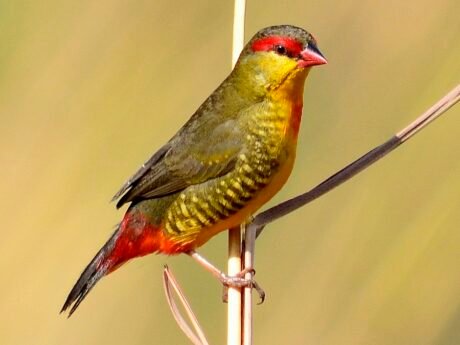 Gold Breasted Waxbill