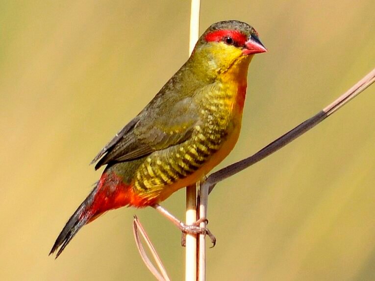 Gold Breasted Waxbill for Sale with golden breast and colorful plumage