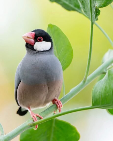 Java Finch Sparrow