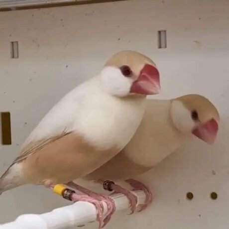 Java Finch Sparrow Fawn