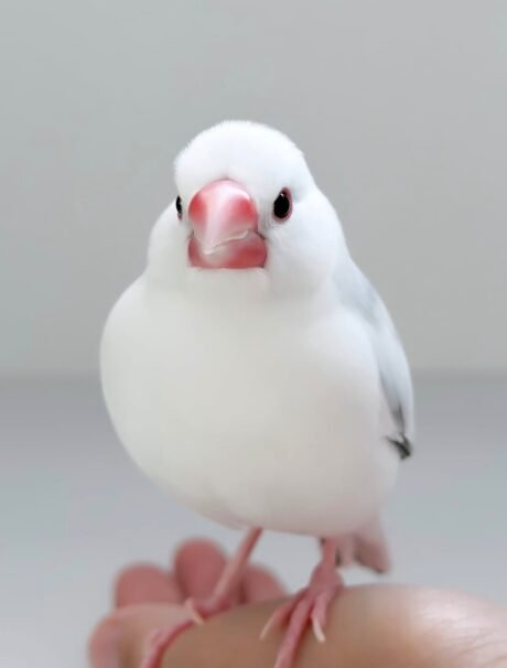 Java Finch Sparrow White