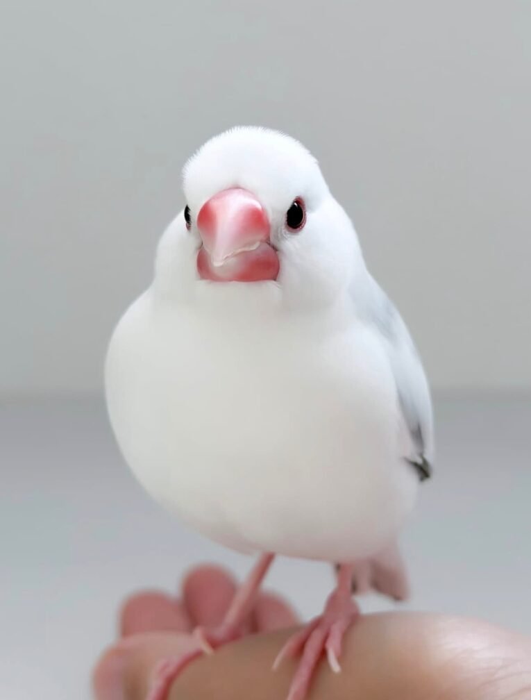 Java Finch Sparrow White for Sale with bright white plumage