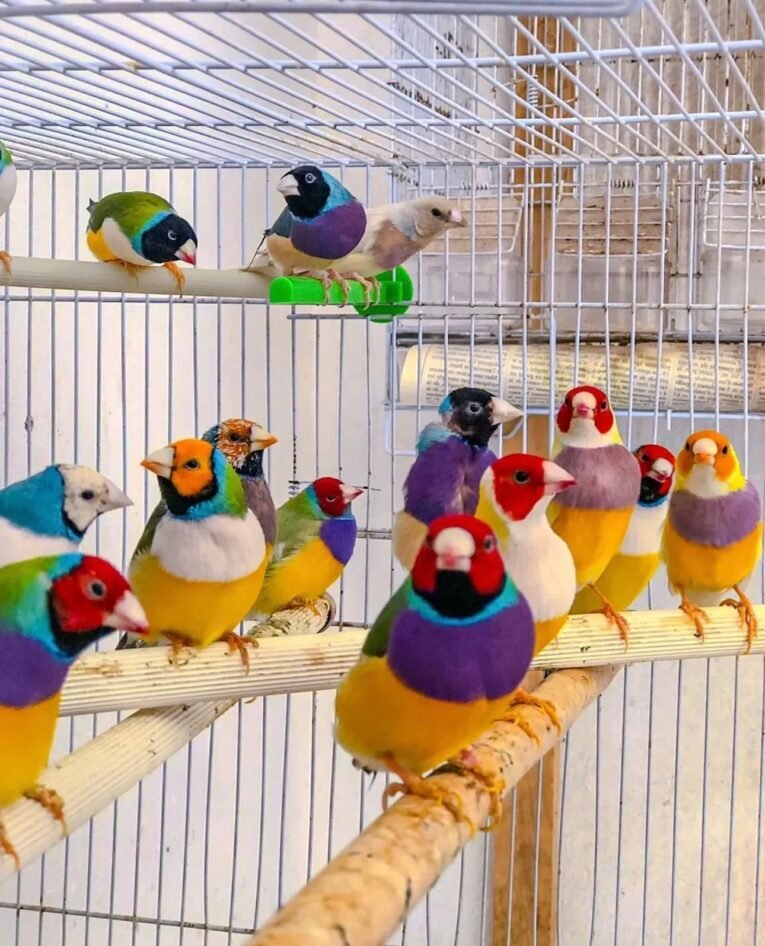 Lady Gouldian Finch Red Head Green Back with vivid red head and green plumage