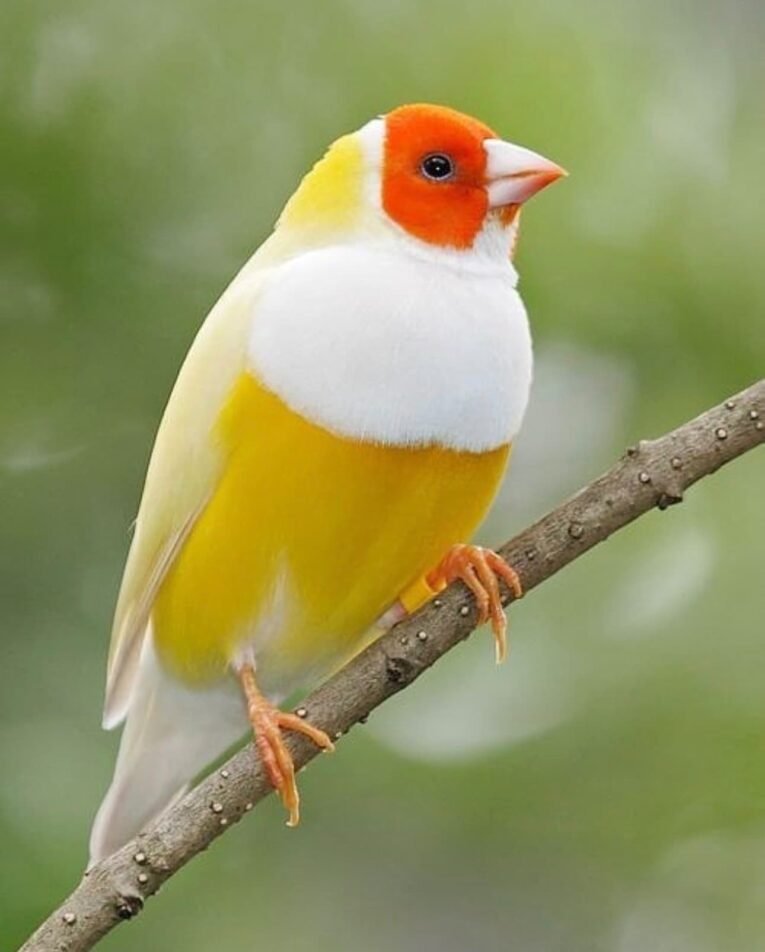 Lady Gouldian Finch Red Head Yellow Back with vivid red head and yellow back