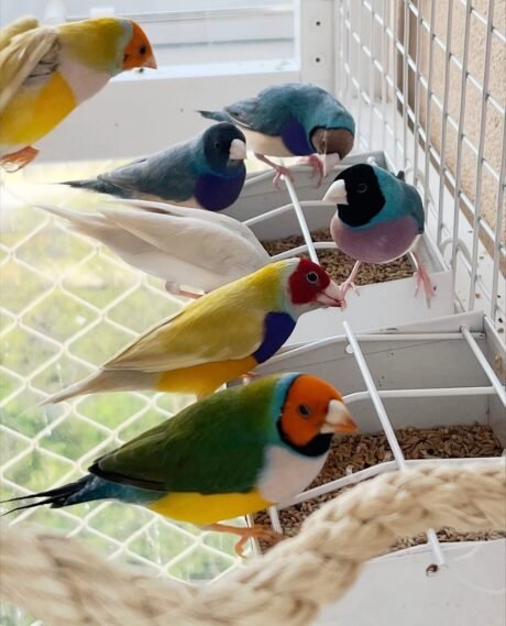 Lady Gouldian Finch European