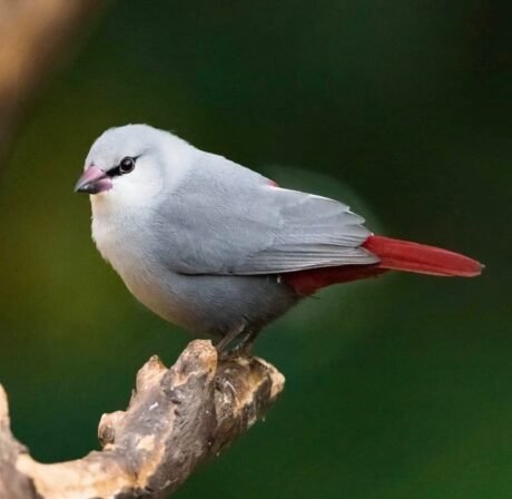 Lavender Waxbill