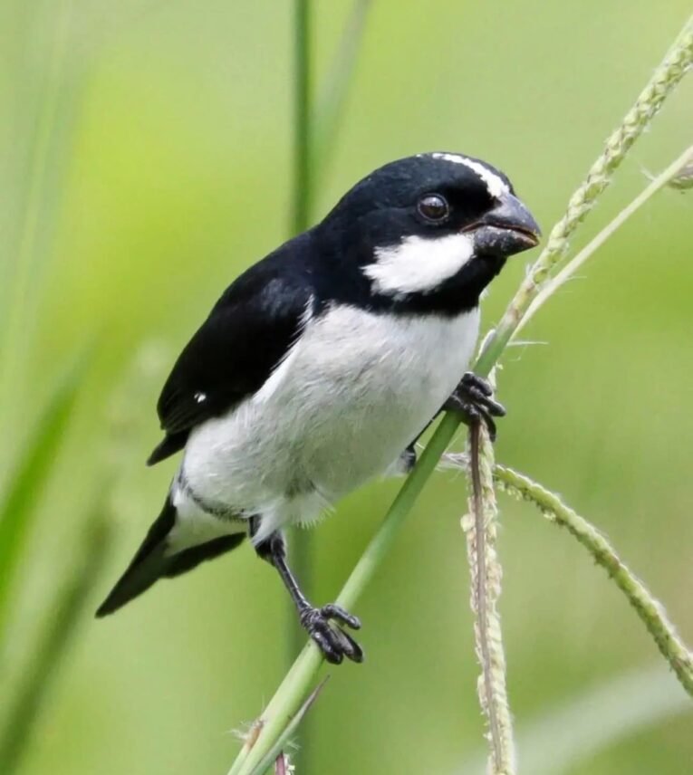 Lined Seedeater for Sale with distinctive striped plumage