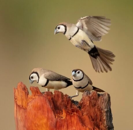 Owl Finch