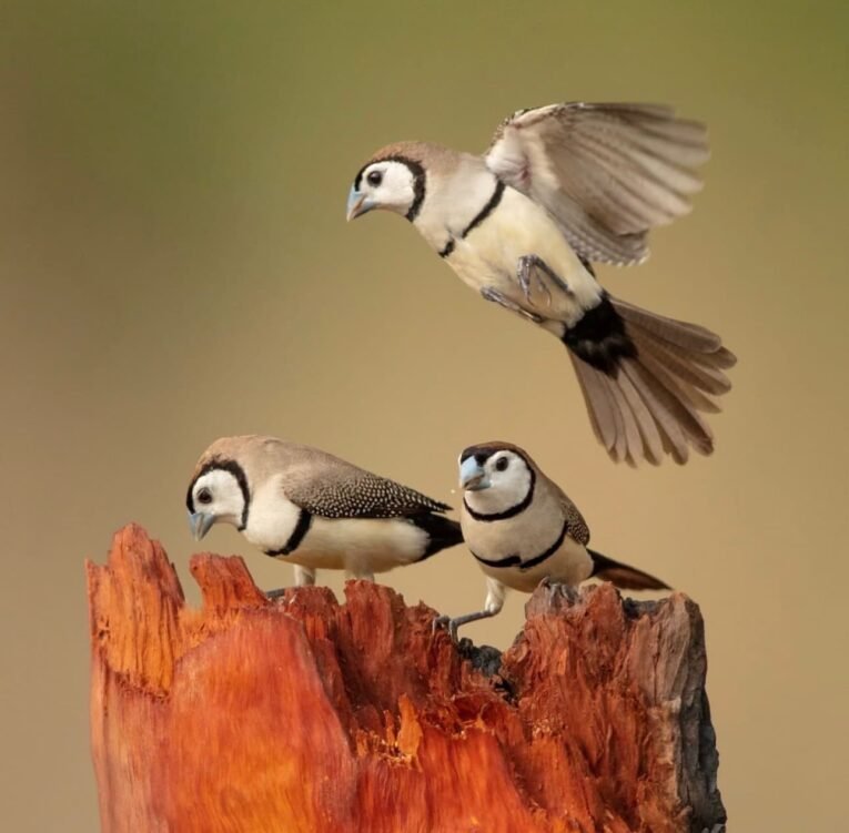 Owl Finch for Sale with distinctive facial markings in an aviary