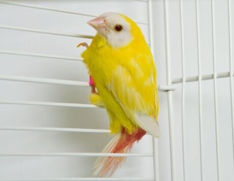 Parrot Finch Blue Face Lutino