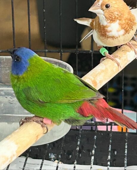 Parrot Finch Blue Faced