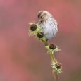 Pine Siskin Hybrid for Sale with streaked plumage and yellow wing markings