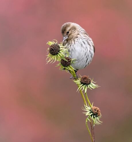 Pine Siskin Hybrid