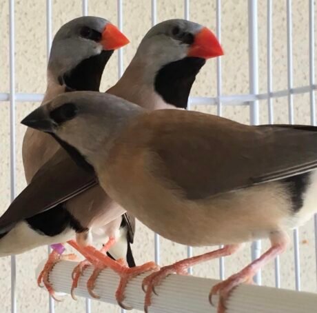 Shaft-Tail Finch