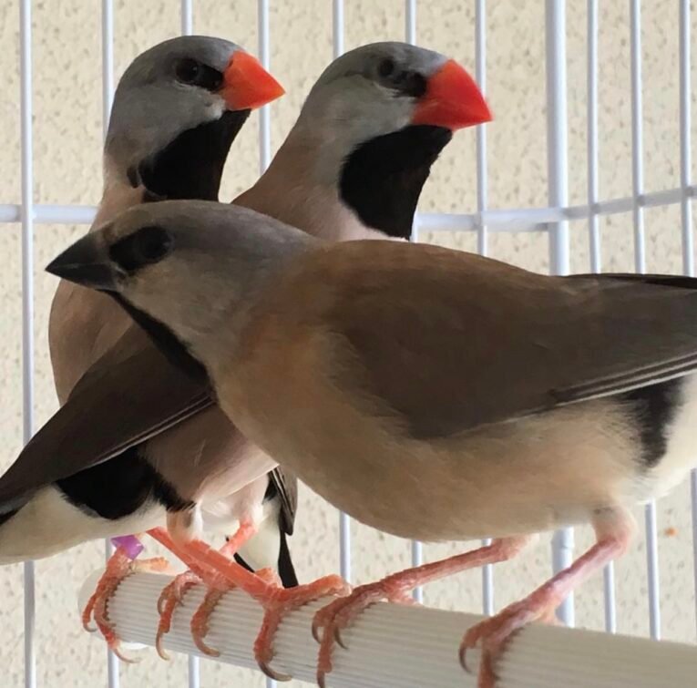 Shaft-Tail Finch for Sale with distinctive tail feathers in an aviary